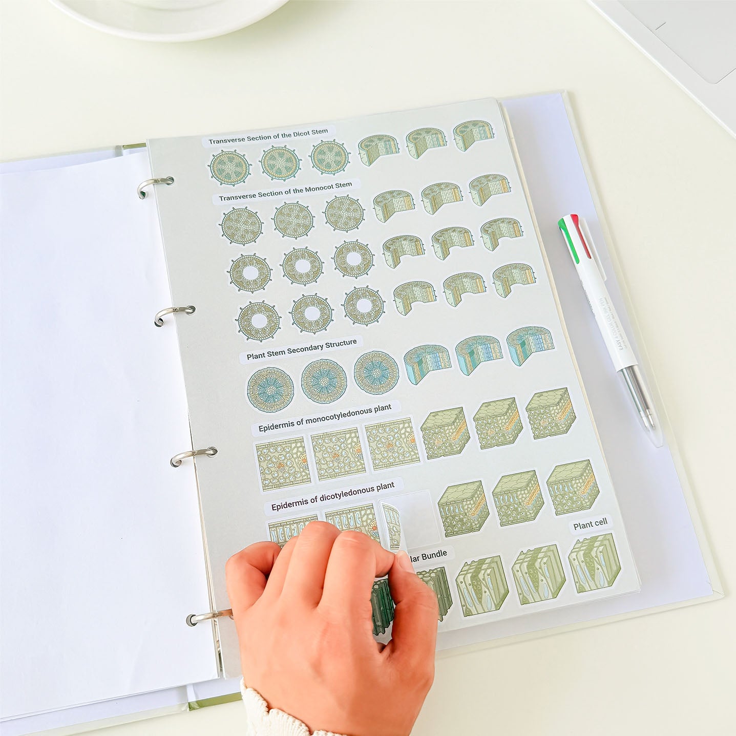 Botany science notebook with botanical diagrams of plant anatomy, tissues, and cellular structures.