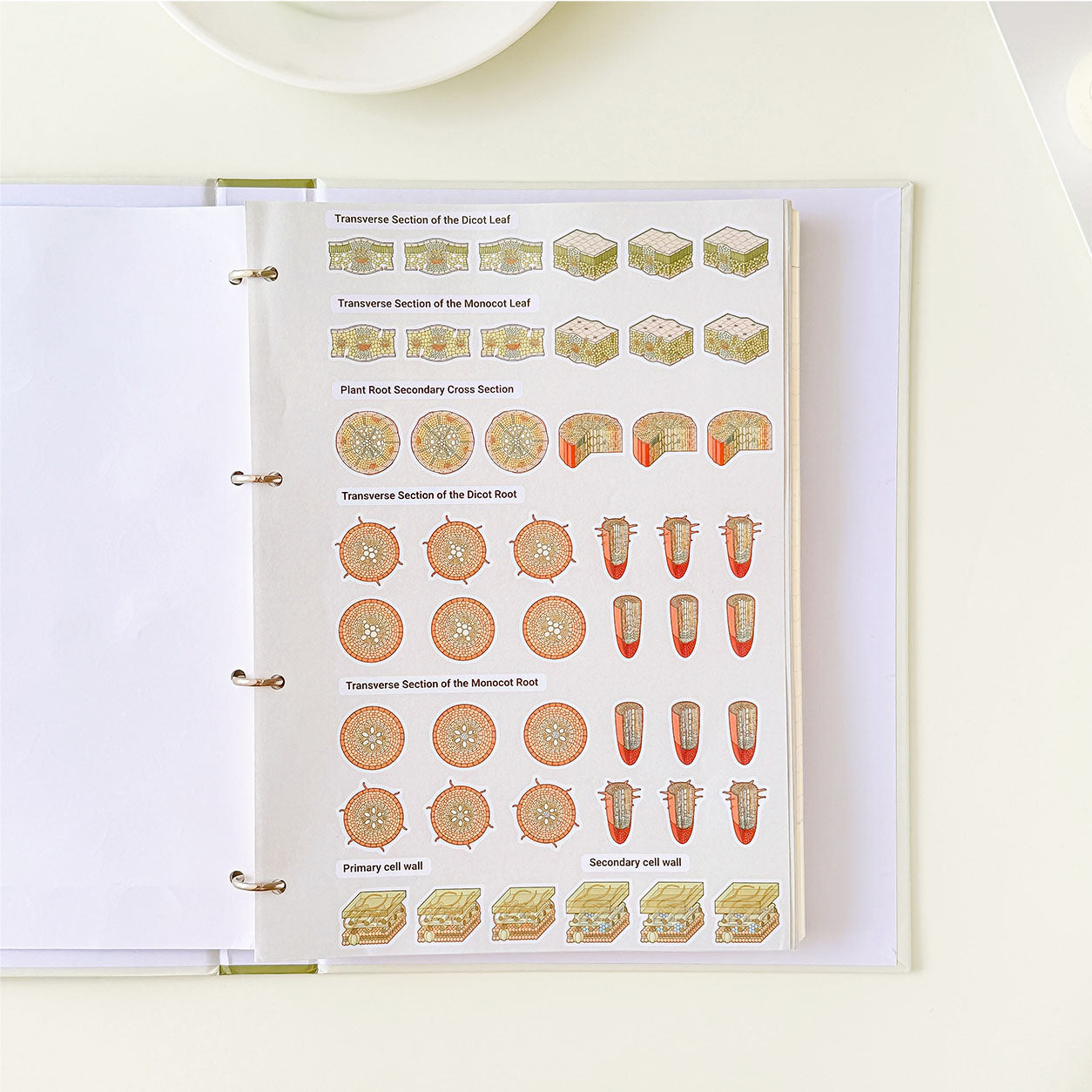 Botany science notebook featuring detailed illustrations of plant tissue, root anatomy, leaf cross sections, and cell structure.