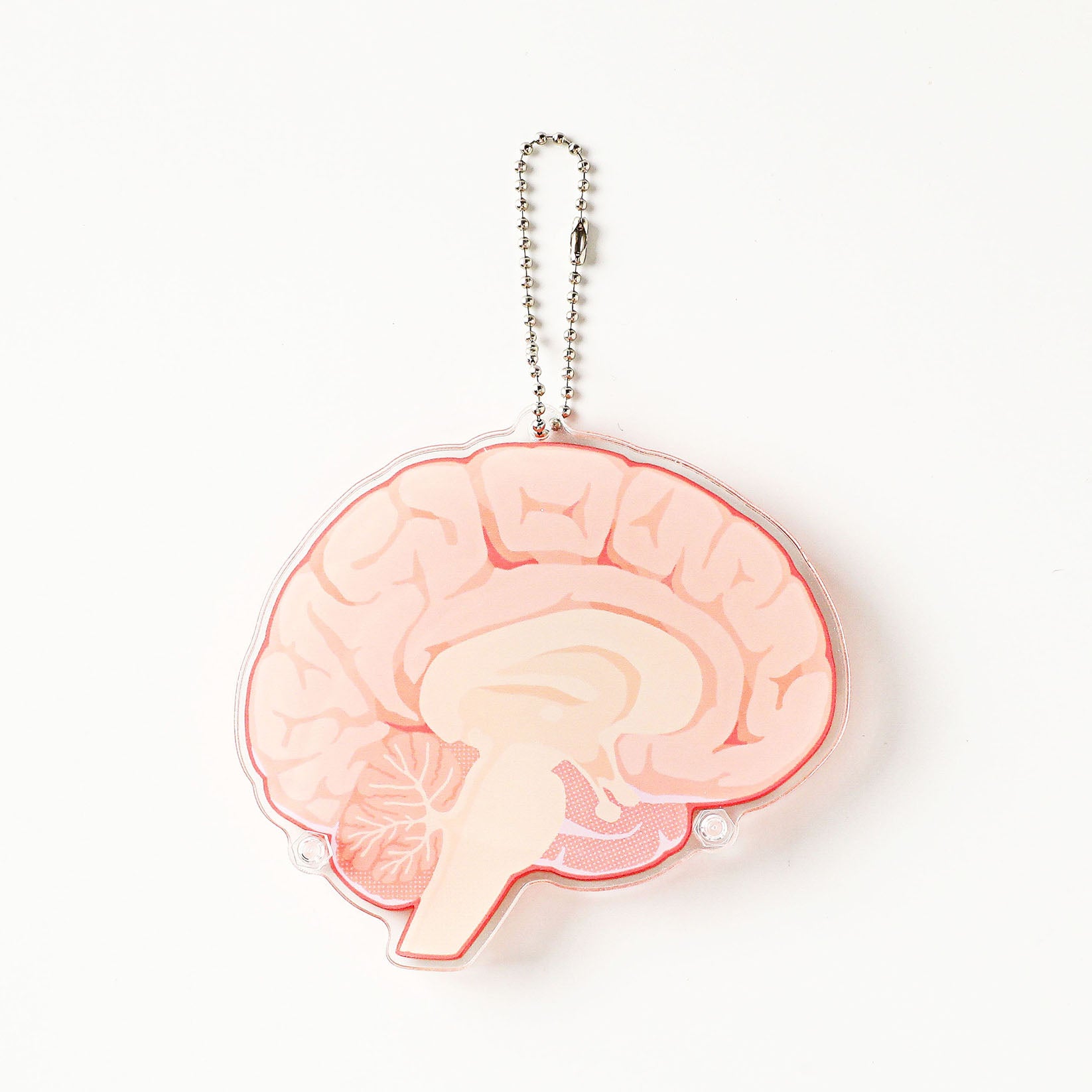 Educational brain-shaped acrylic pendant with anatomical front and back illustrations, blending medical science concepts with charming collectible design.