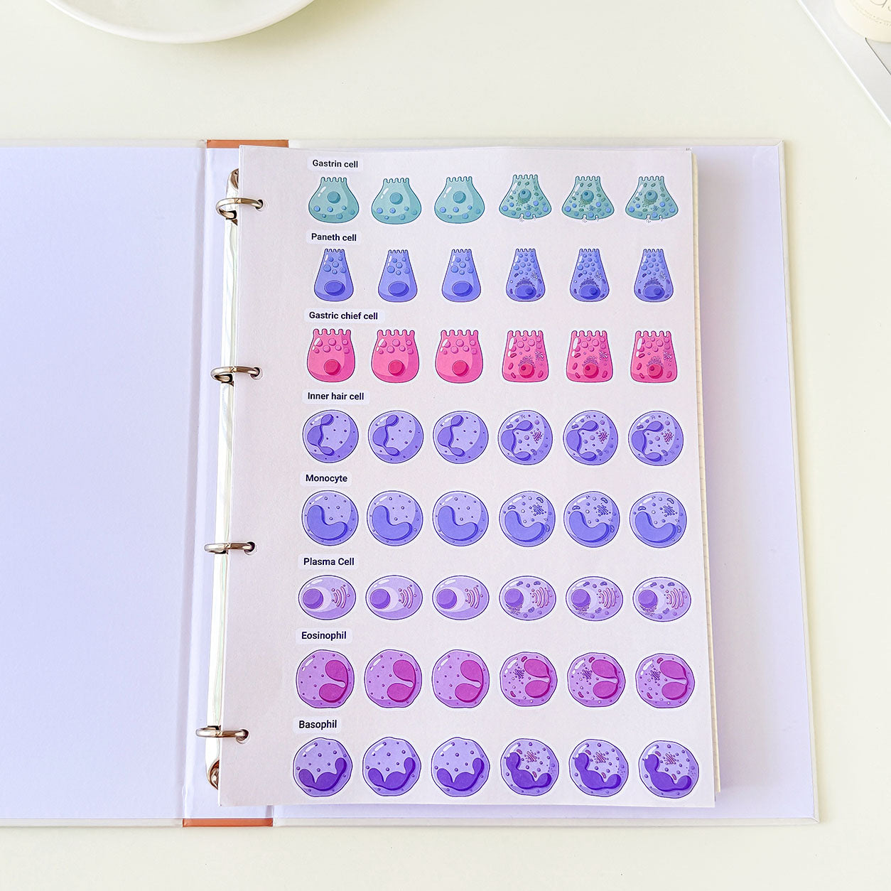 Cell anatomy sticker sheet featuring detailed illustrations of human cell types for biology students, medical education, and laboratory learning.
